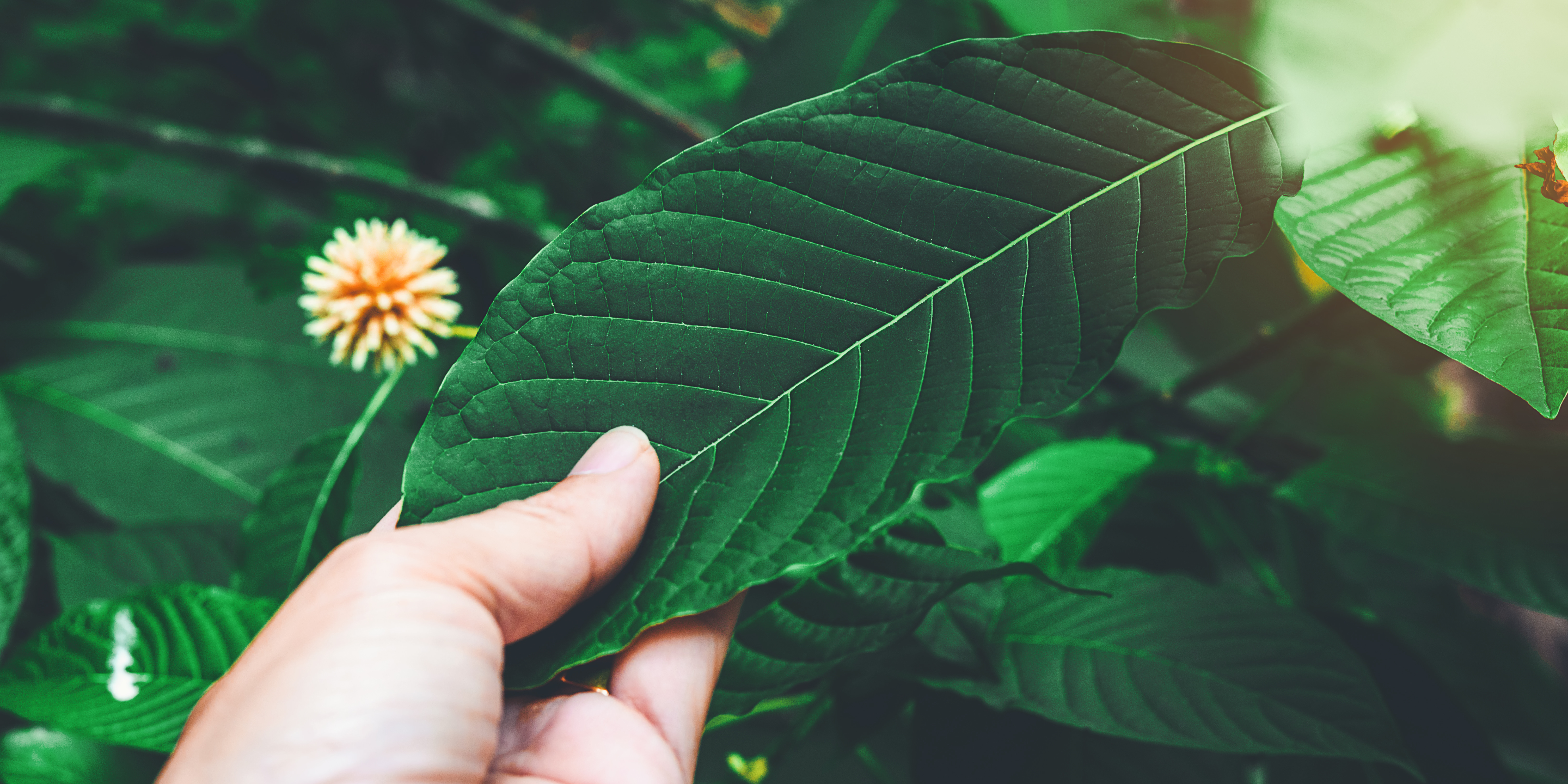 Is Indonesia Banning Kratom Exports?