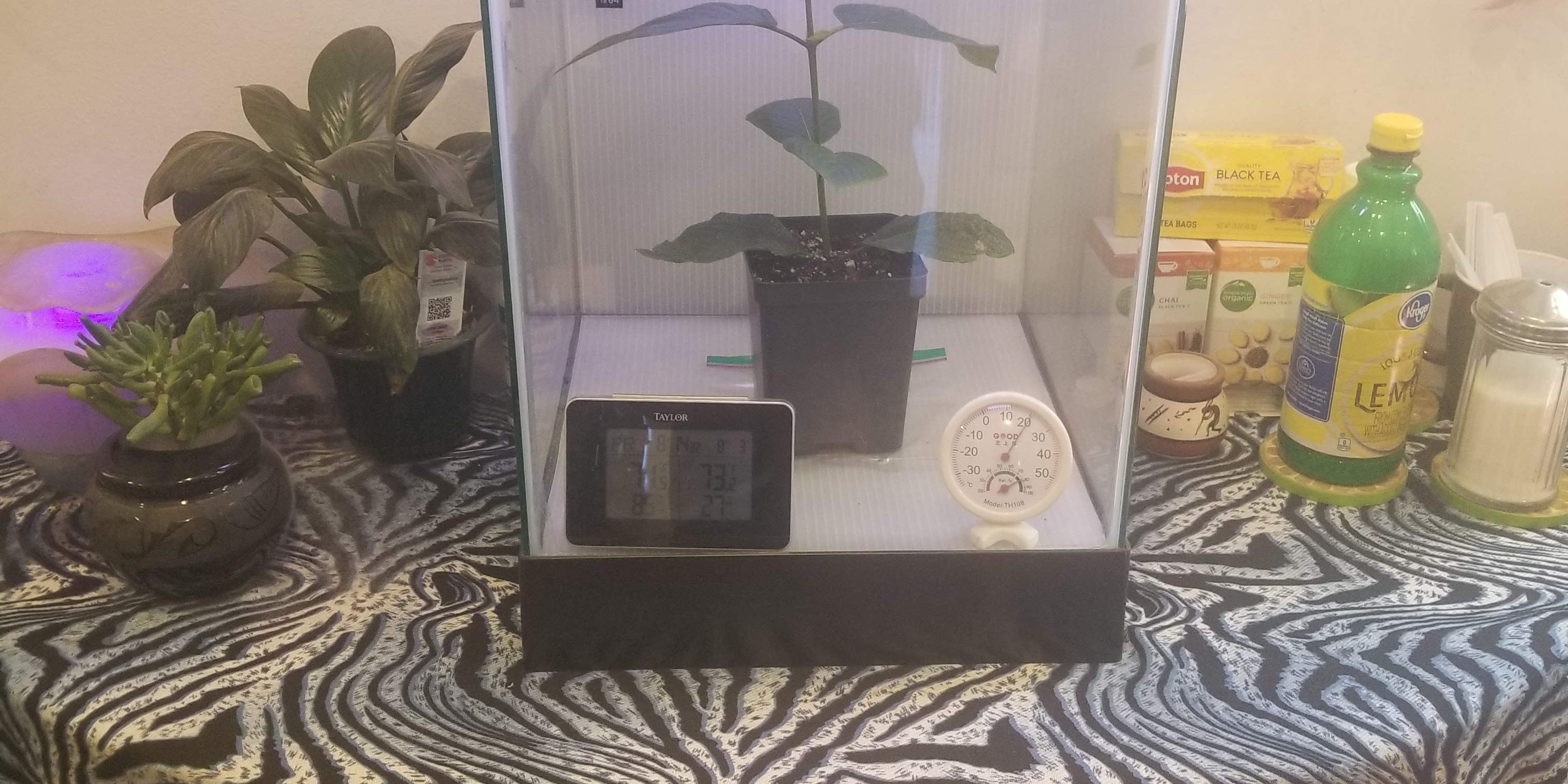 Live Kratom plant in our office!!! Come check it out