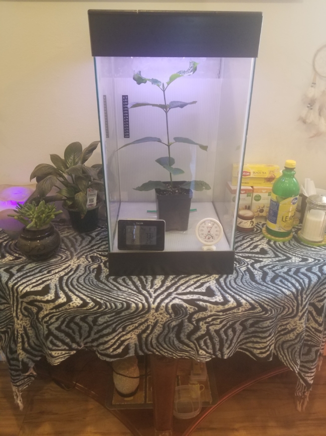 20190912_120500 Live Kratom plant in our office!!! Come check it out